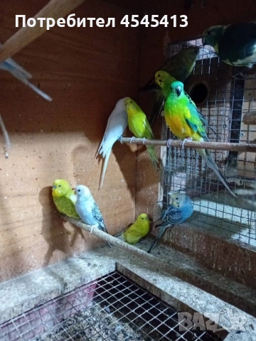 Папагали вълнисти, корели и какарики Смеещи се гугутки, снимка 10 - Папагали - 52896846