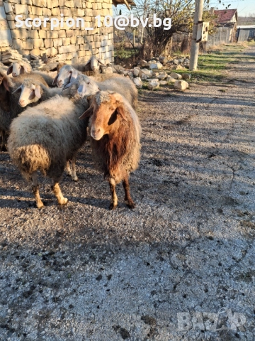 Продавам 3 овце със агнета , снимка 2 - Овце - 51937201