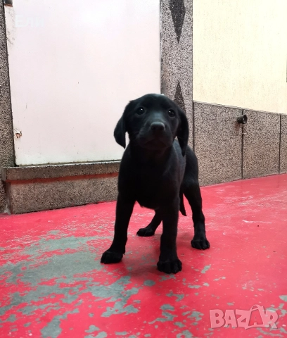 Лабрадор ретривър , снимка 4 - Лабрадор ретривър - 52892628
