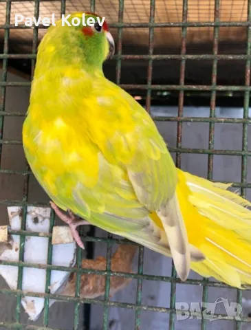 папагали на добри цени , снимка 6 - Папагали - 49417849