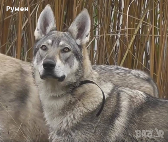 Чехословашки вълчак - немска овчарка + вълк 