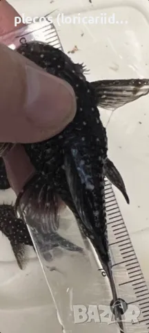 L 107/184 Brilliant Bristlenose, снимка 3 - Рибки - 48959835