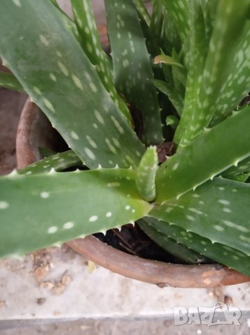 Алое вера за лечебни цели 