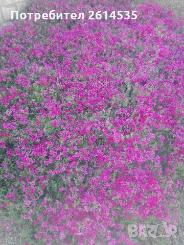 Флокс Стелещ , снимка 6 - Градински цветя и растения - 28595624