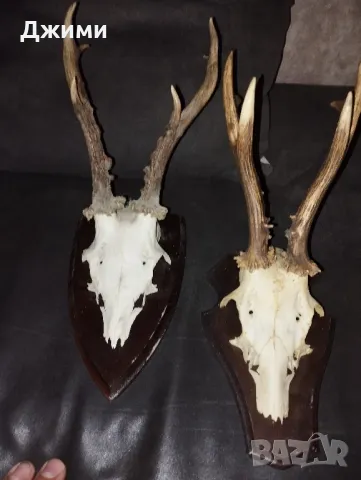 рога от сръндак, снимка 3 - Антикварни и старинни предмети - 48910974