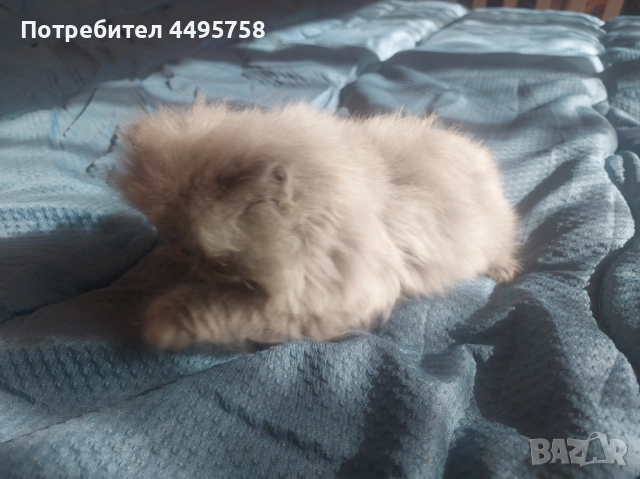 Персийски котенца, снимка 2 - Персийска - 51754390