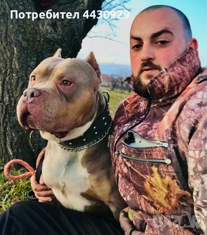 American Bully XL, снимка 16 - Други - 52497819