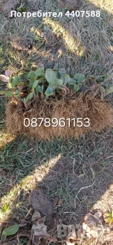 Расзад ягоди и малини , снимка 3 - Разсади - 49590414