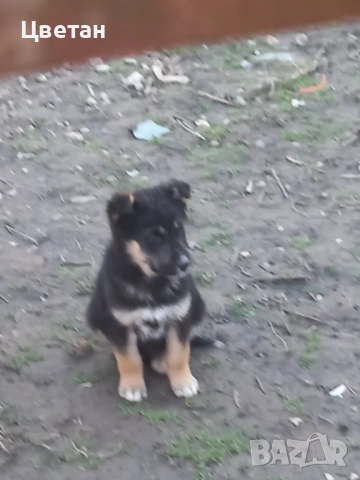 Куче, снимка 2 - Други - 53413063