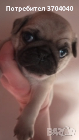 бебе мопс момче търси грижовно и любящо семейство!, снимка 5 - Други животни - 53559109