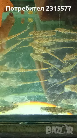 Лорикария, снимка 2 - Рибки - 50000277