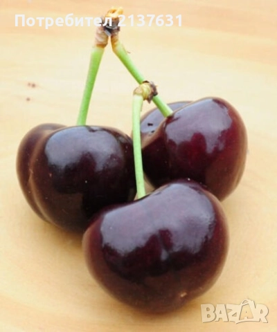 ДРЪВЧЕТАТА за засаждане : орех Пекан , боровинка ,КАЙСИЯ , ПРАСКОВА, КИВИ , МУШМУЛА и др, снимка 11 - Разсади - 40146781