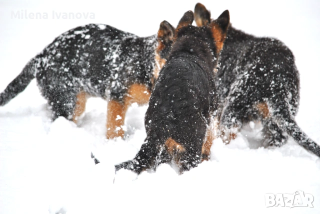 Мъжка немска овчарка с родословие, снимка 7 - Немска овчарка - 53506474