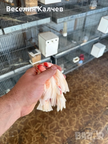 Мексикански чинки, снимка 3 - Канари - 52001399