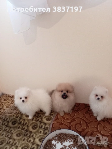 4 мъжки , снимка 11 - Померан - 53296873