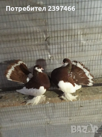 Чифт волжки