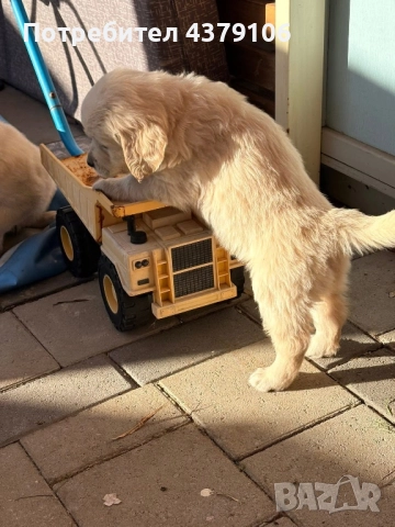Голдън ретривър момче родословен баща, снимка 14 - Голдън ретривър - 52909387