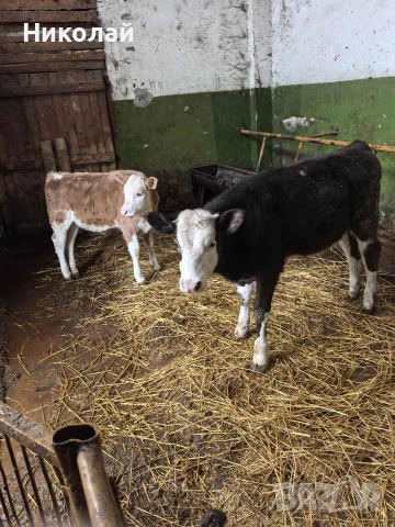 две женски телета , снимка 3 - Крави - 53258557