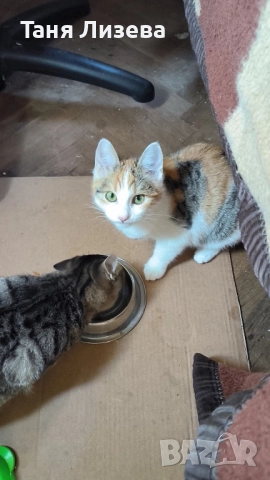 Подарявам малко трицветно котенце. , снимка 3 - Други - 52790022
