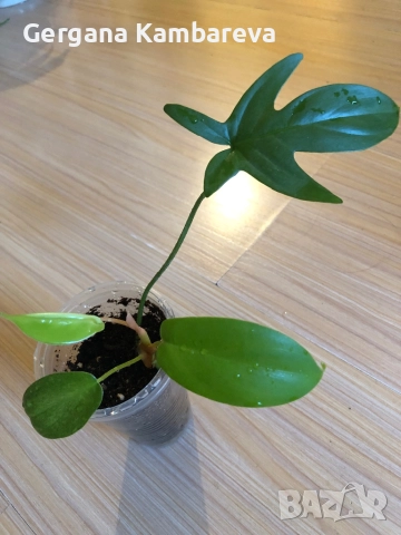 Philodendron Florida Ghost 