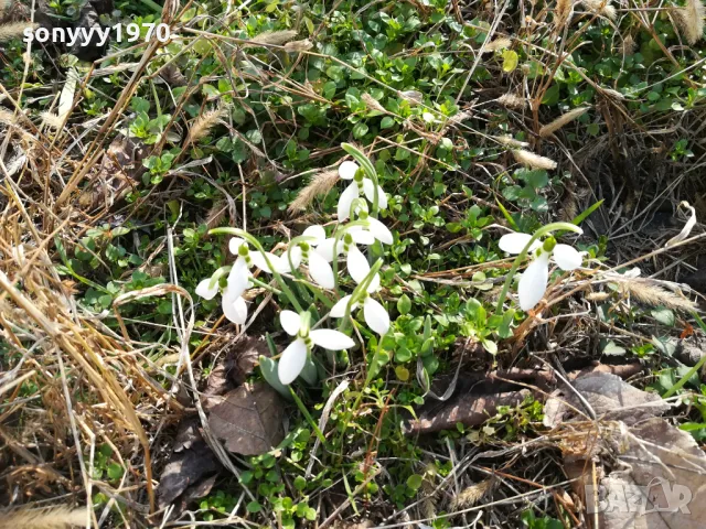 КОКИЧЕТА ОТ ЕКО СТОПАНСТВО 3101250728, снимка 2 - Градински цветя и растения - 48901673