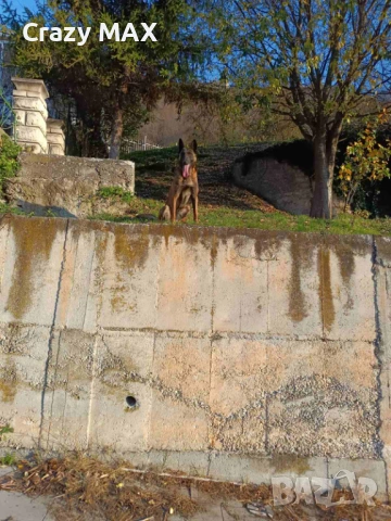 Белгийска овчарка обучена, снимка 10 - Белгийска овчарка - 53162633