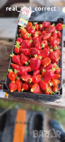 НЕВЕРОЯТЕН СВЕЖ РАЗСАД Ягоди и Малини от Произведител, снимка 11 - Разсади - 53487031