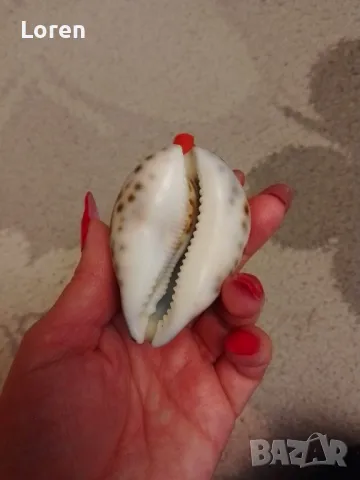 Интересен рапан леопард направен като свирка, снимка 9 - Други - 47967232