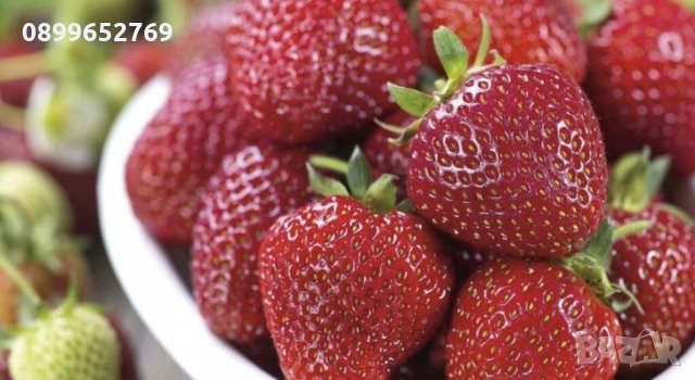 Целогодишни ягоди. , снимка 2 - Разсади - 32598677