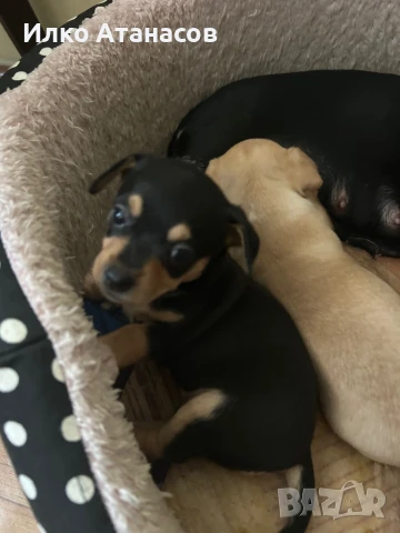 Пинчери, снимка 1