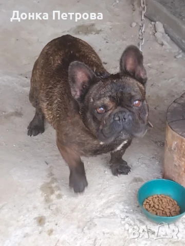 продавам куче , снимка 1