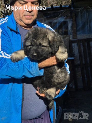 кавказка овчарка 