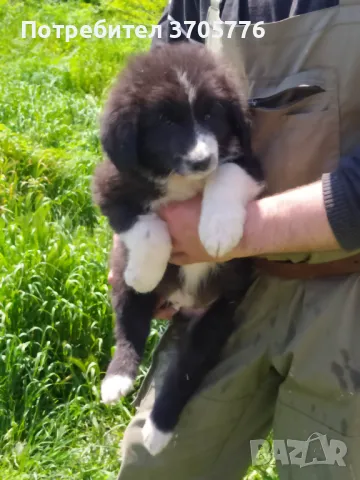 Каракачанско кучета