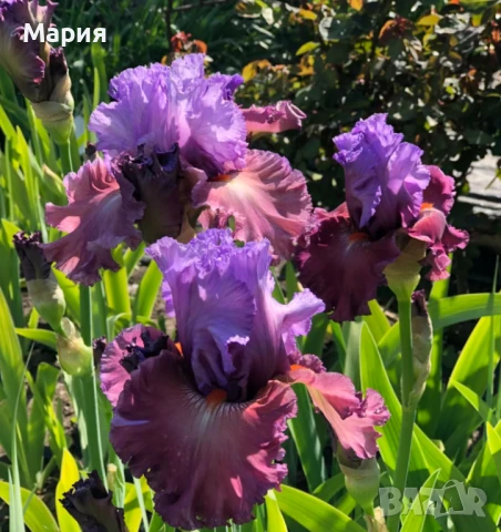Сортови вискоки ириси /брадати ириси/обикновенни ириси, снимка 16 - Градински цветя и растения - 50578301