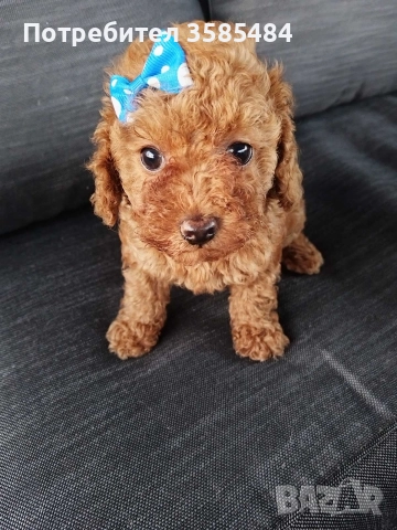 Мини/той пудел момиченце , снимка 2 - Пудели - 52582132