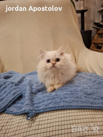Персийски котенца, снимка 4 - Персийска - 53263117