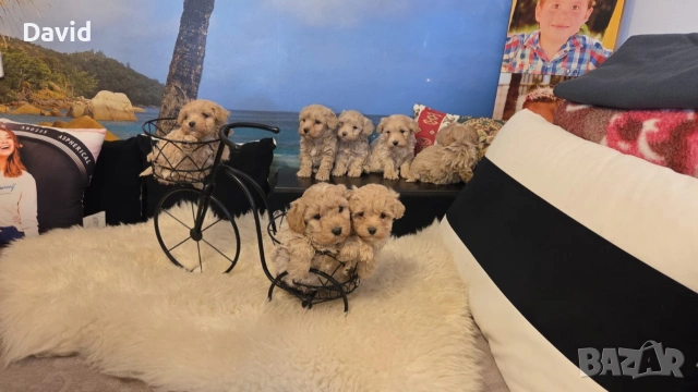 maltipoo, снимка 3 - Други - 53088252