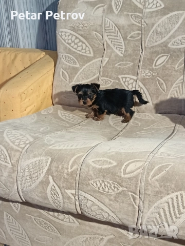 Йоркширски териер мини , снимка 8 - Йоркширски териер - 52933714