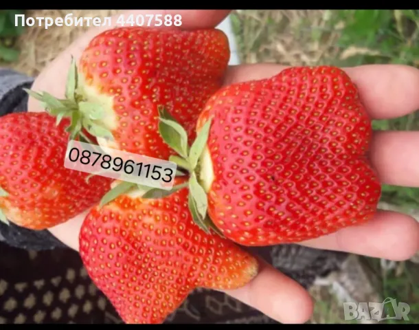 Разсад ягоди целогодишни , снимка 2 - Разсади - 49716826