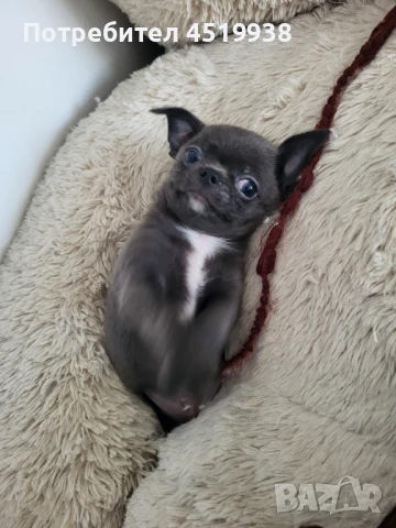 Чихуахуа , снимка 1
