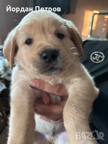 Лабрадор Редривър , снимка 5 - Лабрадор ретривър - 53390012