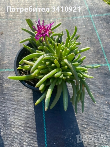 Делосперма 7 цвята, снимка 7 - Градински цветя и растения - 48993391