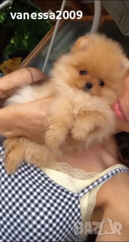 Продавам померани, снимка 17 - Померан - 33241409