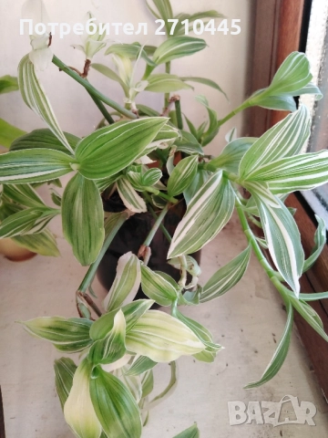 Традесканция - каскадна, снимка 2 - Стайни растения - 48576219