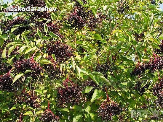 Фиданки Черен дървовиден бъз, Свирчовина (Sambucus nigra), снимка 4 - Сортови семена и луковици - 27326598