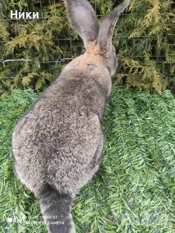 Промо Белгийски Великан--мъжки, снимка 2 - Други - 53221533