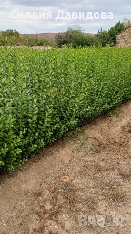 0.70 лв Лигуструм на корен, снимка 10 - Градински цветя и растения - 52023071