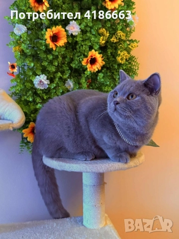 Късокосмест британец за разплод, снимка 4 - Британска късокосместа - 52215816