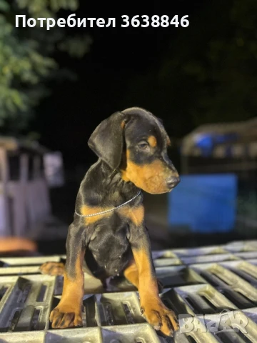 Доберман, снимка 3 - Доберман - 51430673