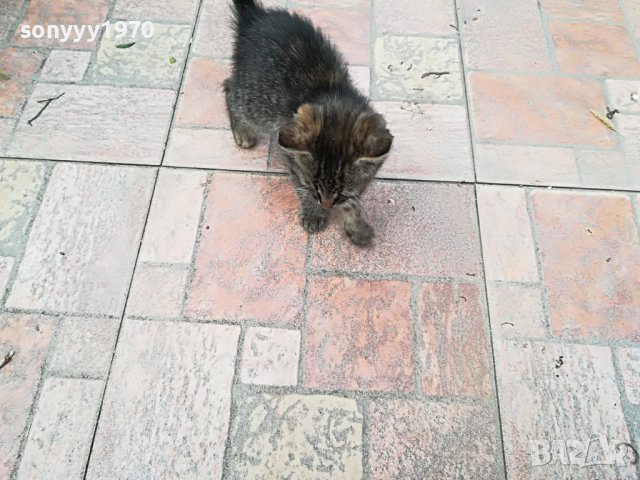 КОТЕ МЯУ МЪР ИВОНКА ВИДИН 0509221551, снимка 13 - Други - 37908082